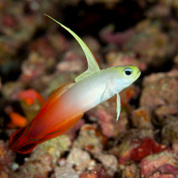 Nemateleotris magnifica : 5-6 cm  Maldives (Gobie de feu,poisson fléchette magnifique)